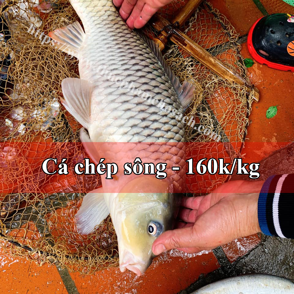 Cá chép sông - 160k/kg