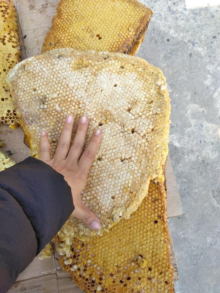 Sáp ong rừng - 400k/kg 