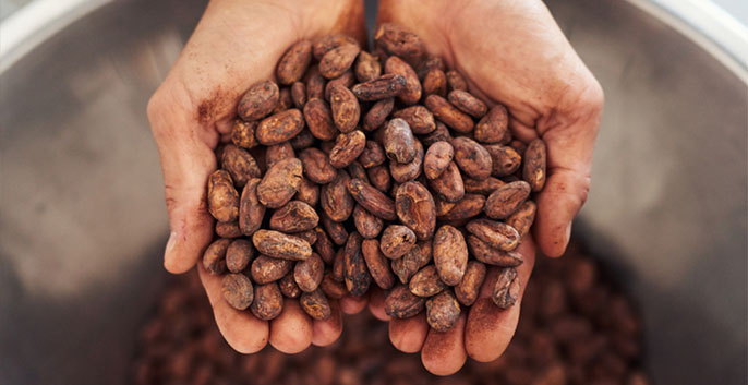 Hạt cacao rang nguyên chất, tuyển chọn - 400k/kg