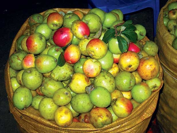 Phân phối sỉ lẻ rượu táo mèo