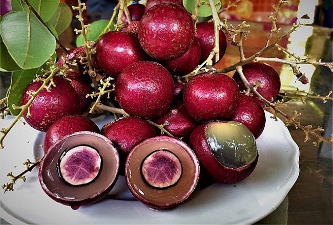 dinh dưỡng quả nhãn tím 