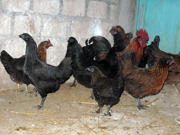 Gà đồi vùng cao Hà Giang hun khói  430k/con