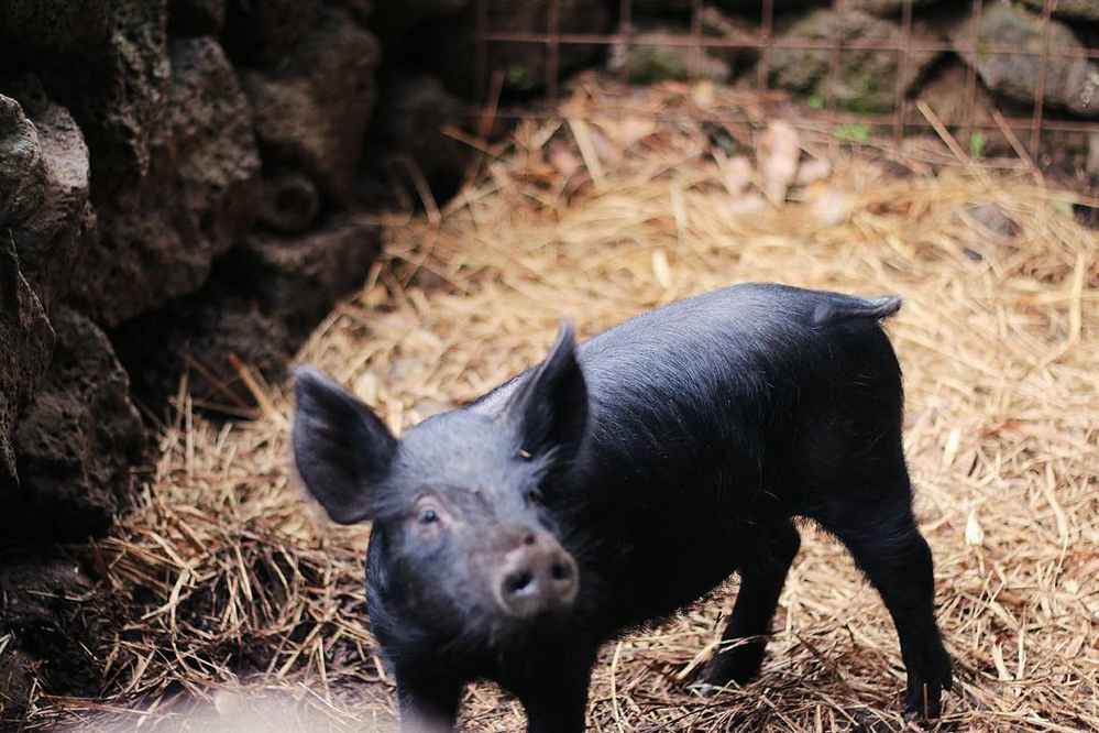 Lợn đen Hà Giang