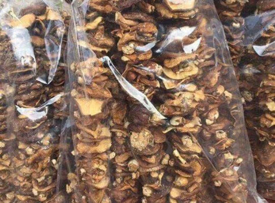 Nấm hương rừng Hà Giang Nấm hương rừng Hà Giang