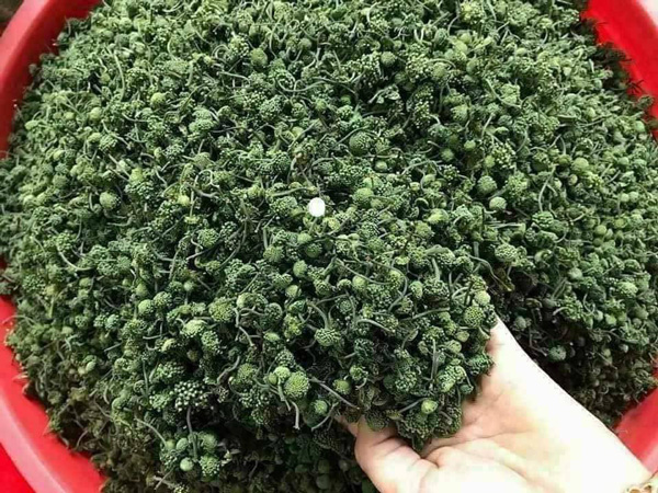 Nụ hoa tam thất chữa mất ngủ