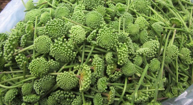 Nụ hoa tam thất phòng ngừa bệnh huyết áp