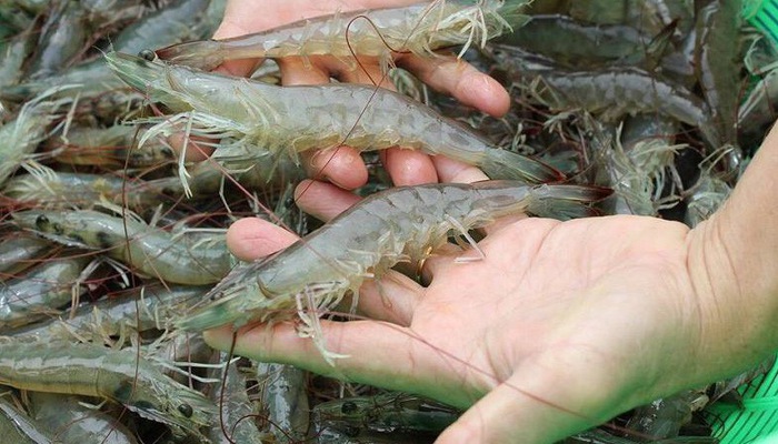 Nguyên liệu làm tôm rim thịt nạc dăm cho ngày mưa gió