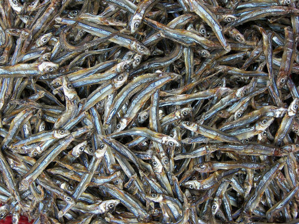 Cá cơm khô Nha Trang - 300k/kg