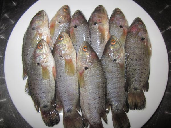 Thịt cá rô đồng vừa có giá trị dinh dưỡng cao, vừa thơm, dai, béo mà không ngậy