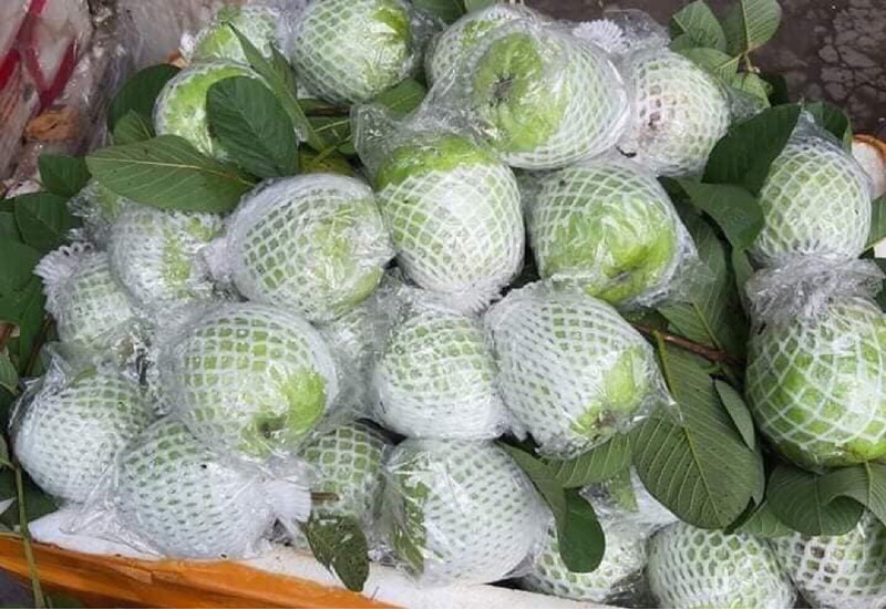 ỔI THANH HÀ - HẢI DƯƠNG là một trong những loại quả đặc sản được nhiều người yêu thích ỔI THANH HÀ - HẢI DƯƠNG là một trong những loại quả đặc sản được nhiều người yêu thích