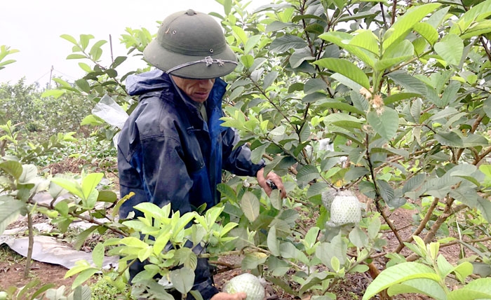 Ổi Thanh Hà được trồng theo quy trình VietGAP  Ổi Thanh Hà được trồng theo quy trình VietGAP