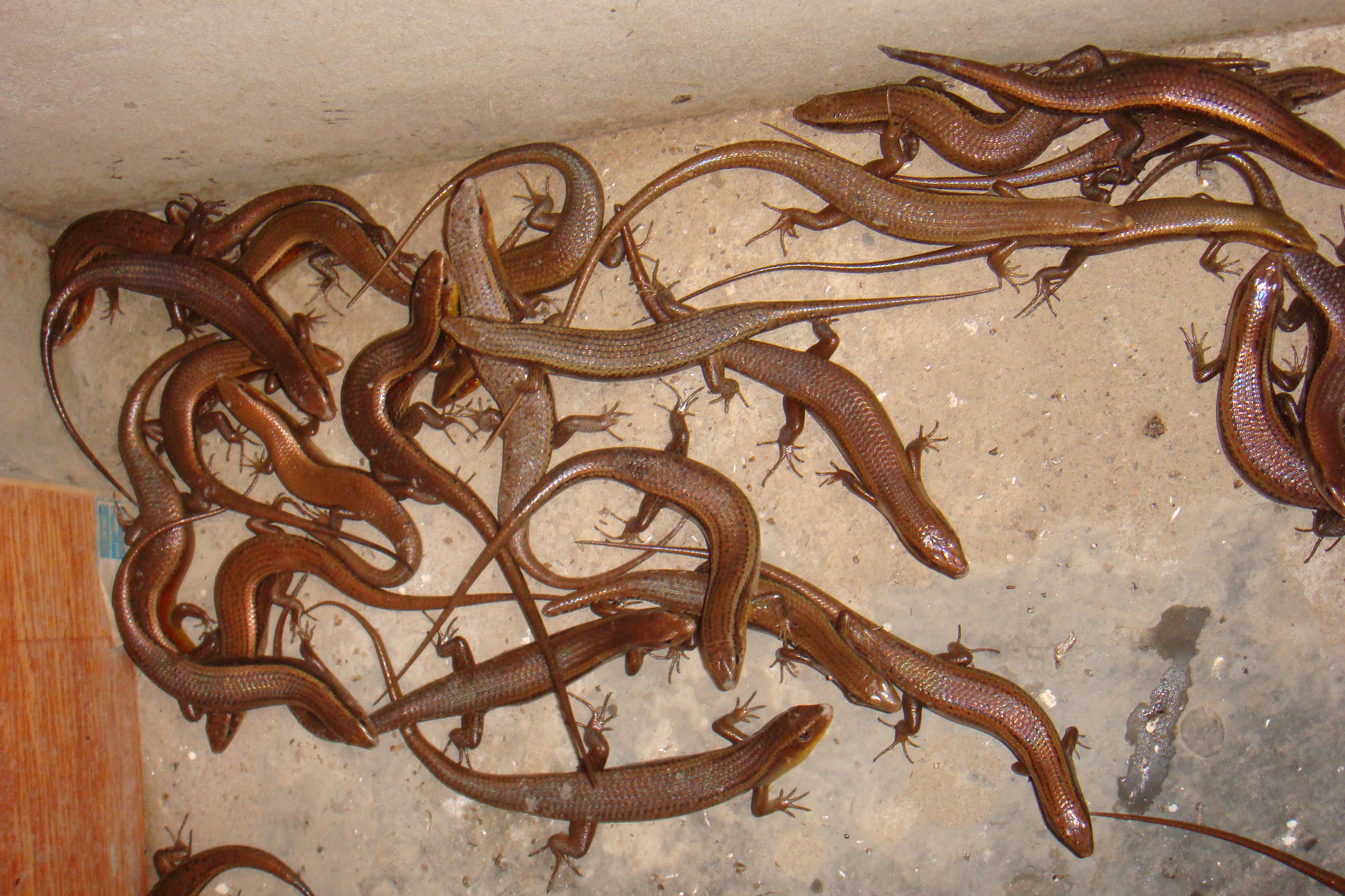 Tác dụng của thịt rắn mối