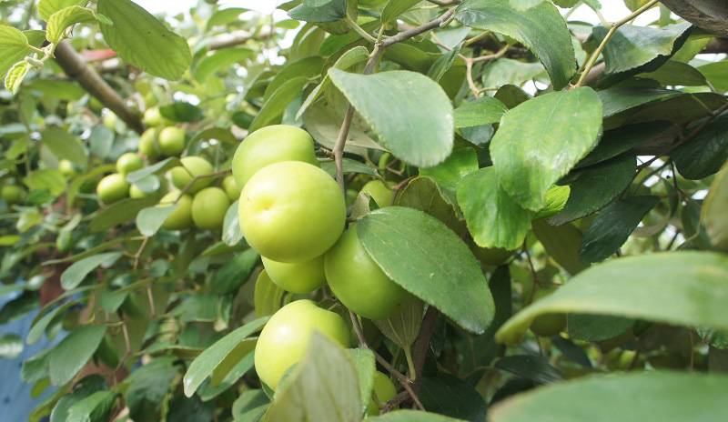 Đặc điểm của giống táo Bàng La