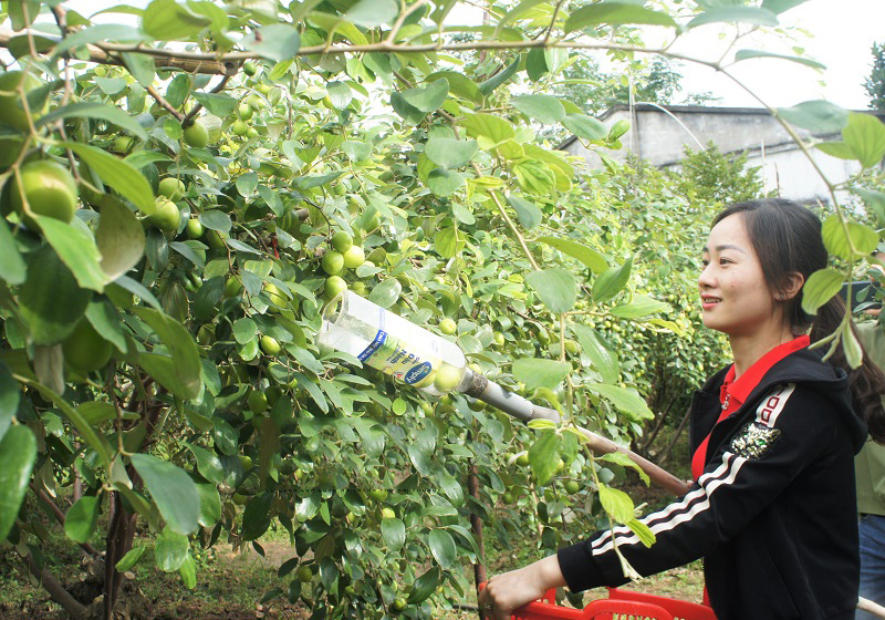 Táo Bàng La là một giống táo ta được diêm dân phường Bàng La