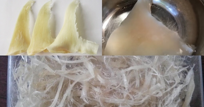 vi cá mập  vi cá mập