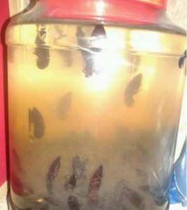 Ngâm rượu nguyên con