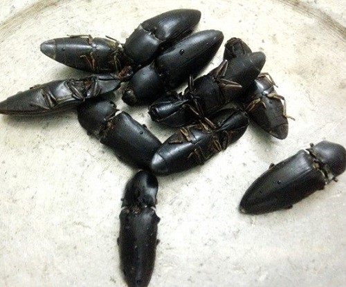 Địa chỉ mua con bổ củi giá tốt tại Hà Nội