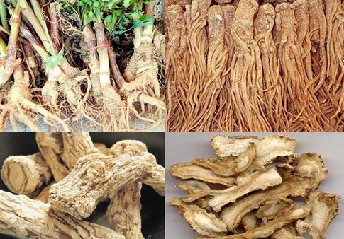 Cửa hàng bán sâm đương quy giá tốt