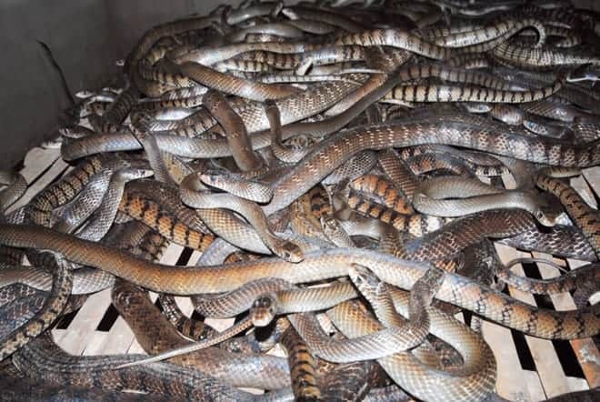 Đôi điều về Rắn Ráo trắng