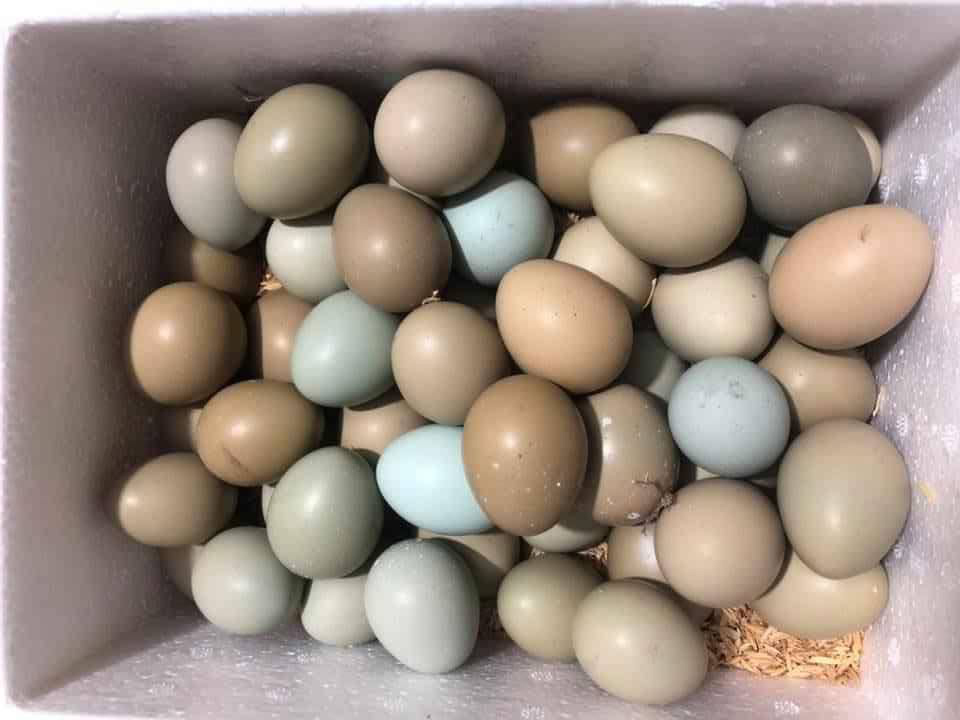 Một số bài thuốc từ trứng chim trĩ 