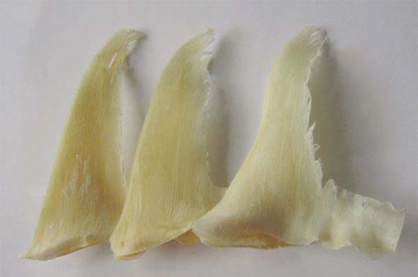 Cách chế biến vi cá mập