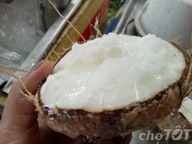 DỪA SÁP CẦU KÈ  - 160k/quả