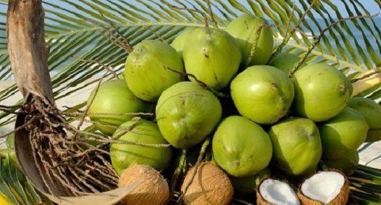 DỪA SÁP CẦU KÈ  - 160k/quả