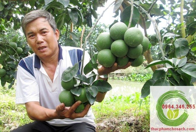 Cam Xoàn  Đồng Tháp 80k/kg