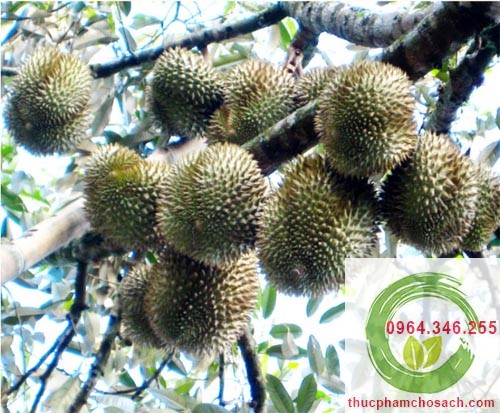 Sầu Riêng Dona - 100k/kg