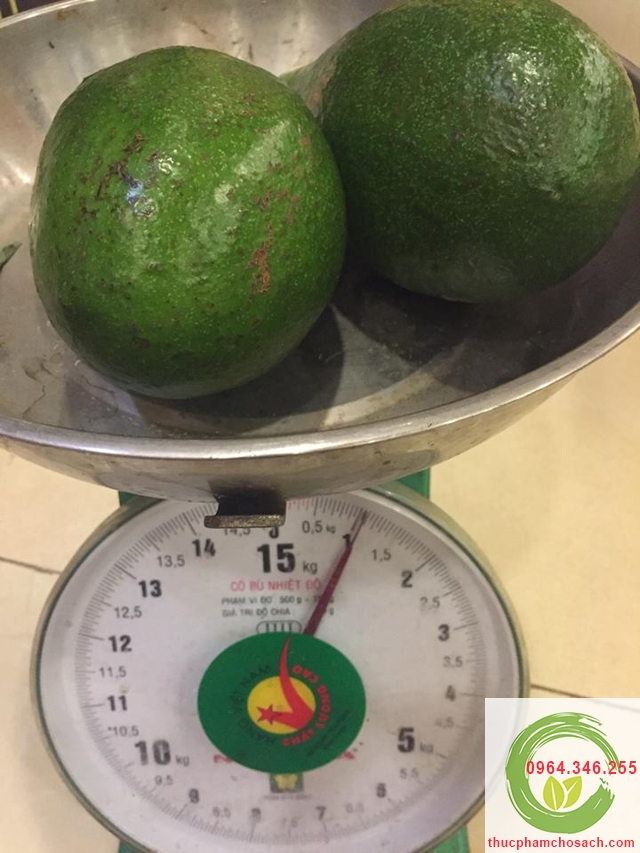 bơ lai châu loại to