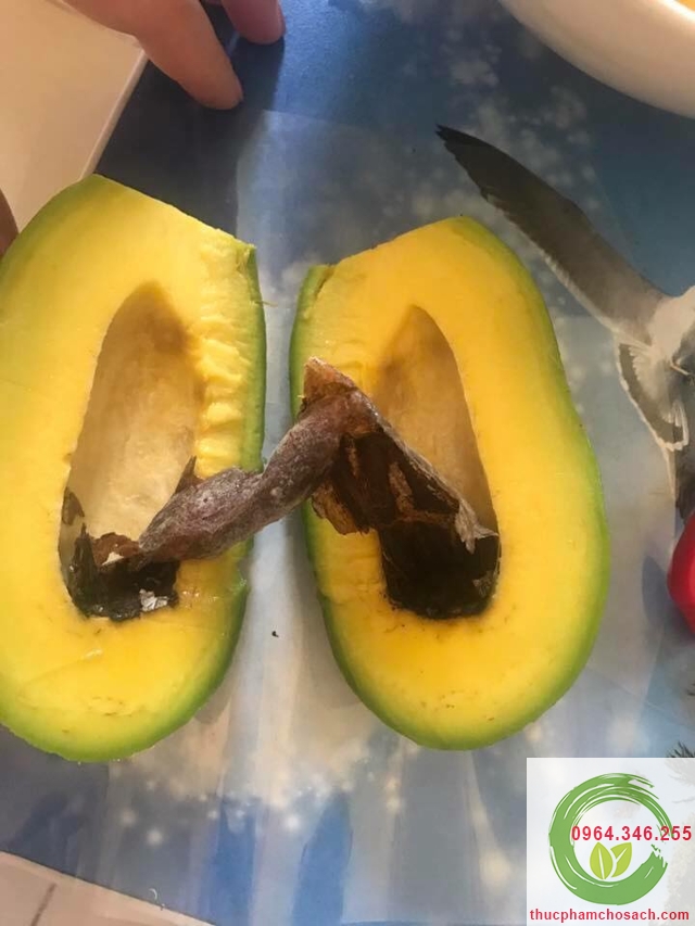 đặt hàng bơ lai châu