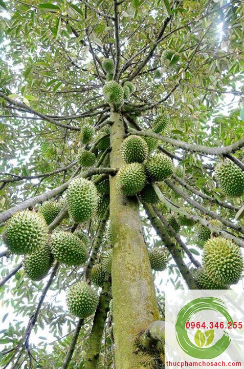 cây sầu riêng mong thon