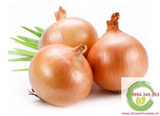giới thiệu về củ hành tây