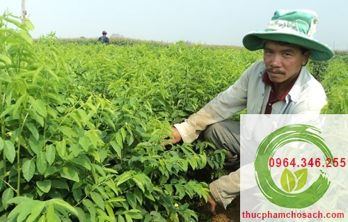 cham soc rau ngot sach