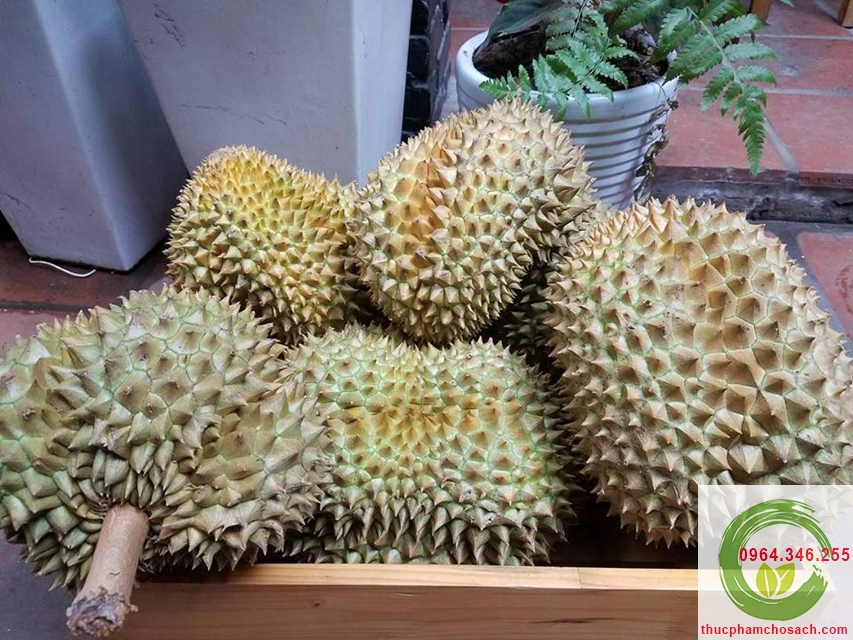 sầu riêng mong thon thái lan