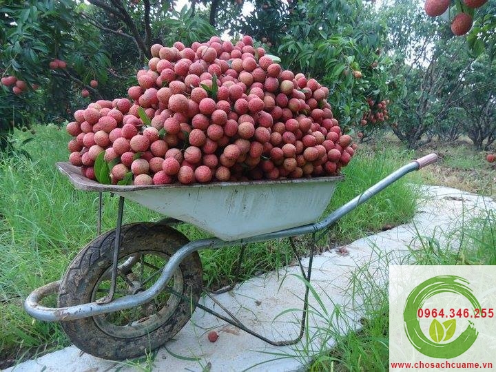 thu hoach vai thieu luc ngan bac giang