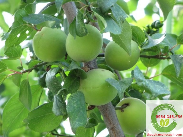 mơ hòa bình trồng mơ ở hòa bình