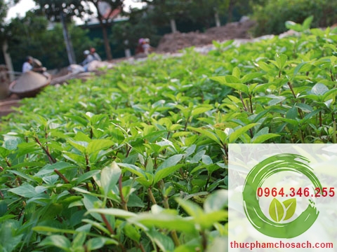 trong rau hung lang sach trồng rau húng láng sạch