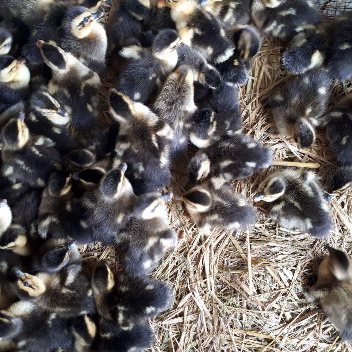 Quy trình chăm nuôi vịt trời Châu Âu.