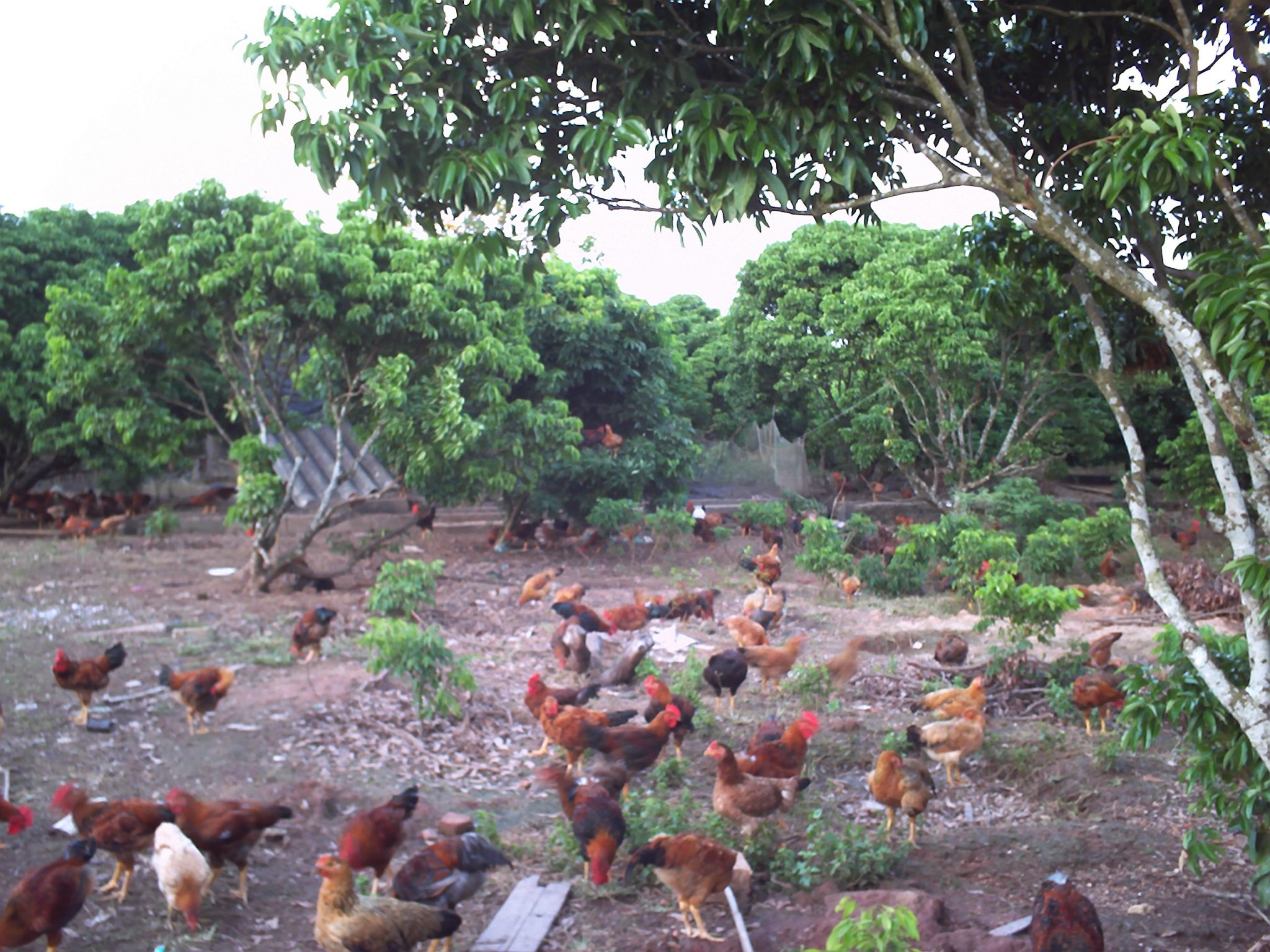 Tại trang trại chăn nuôi của Chợ Sạch, gà ta thả vườn tự kiếm thức ăn
