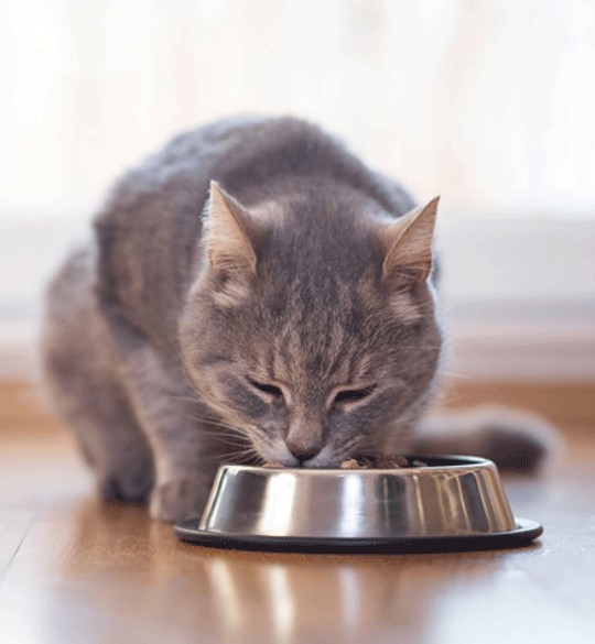 Thức ăn khô cho mèo