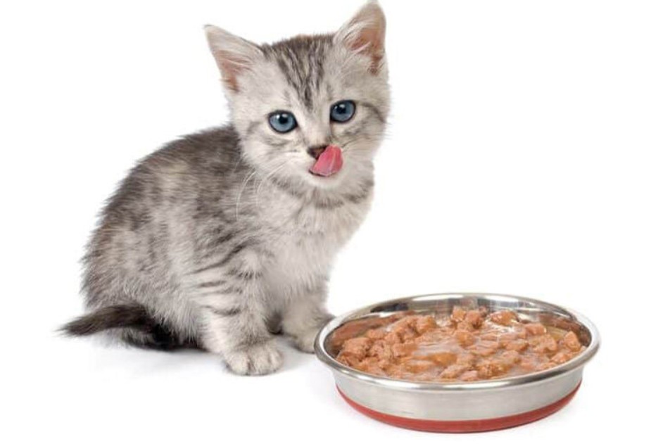 Tổng hợp các loại thức ăn dành cho mèo