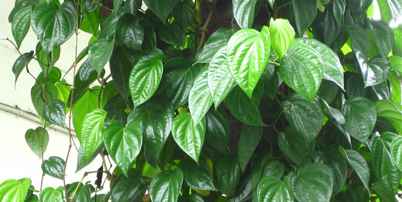 địa chỉ bán lá trầu