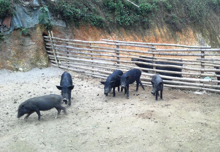 Lợn mán hay còn được gọi là lợn đen