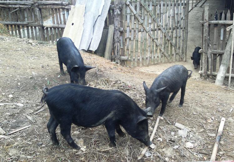 Lợn mán nguyên con sống