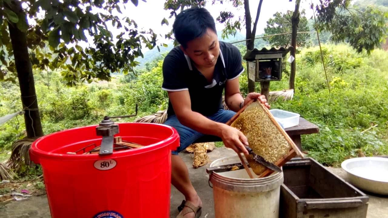 Quá trình lấy mật từ sáp ong