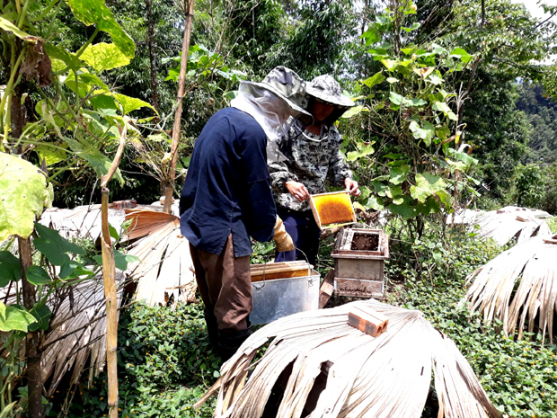 Người dân đi lấy mật ong rừng thảo quả từ các tổ ong dưới chân núi