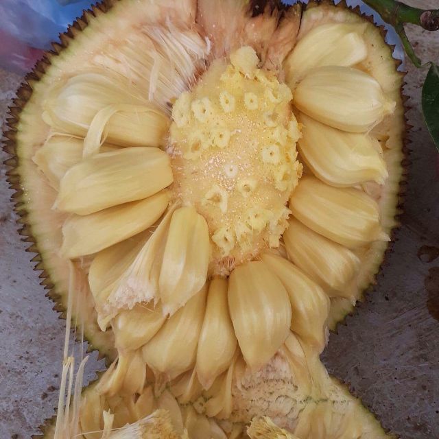 Mit mật cải thiện hệ miễn dịch 