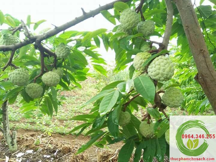 na dai sạch na dai sạch trồng đồi