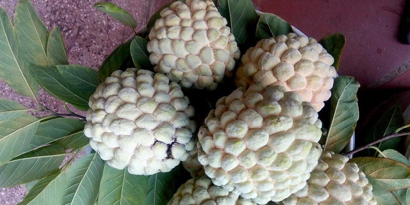 vỏ cứng màu trắng đục thường là na bở.